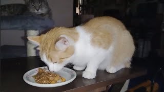 Cat Eating Roasted Turkey with Sweet Potato [upl. by Nort]