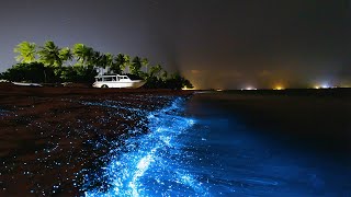 Magical moments in the Maldives  Bioluminescence [upl. by Aivatco]