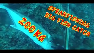 200KGSPEARFISHINGBIG FISH CATCH [upl. by Ayamat]