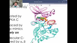 Phosphorylase Kinase [upl. by Calendra]