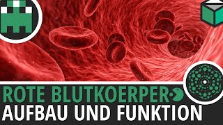 Rote Blutkörperchen Aufbau und Funktion einfach erklärt│Biologie Lernvideo Learning Level Up [upl. by Jedidiah834]