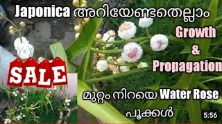 JaponicaJaponica plant careWater RoseJaponica propagationWaterplants malayalamJaponica planting [upl. by Selim]