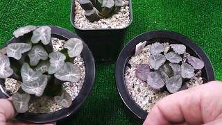 【多肉植物】ミレニアムと蜃気楼万象！ハオルチア Haworthia maughanii Mireniamu and Shinkirou how to grow Succulents ビザールプランツ [upl. by Pelletier943]