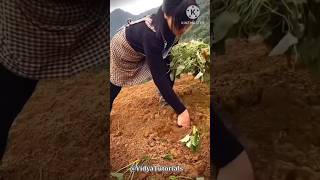 क्यूँ इस पेड़ को कोई उगा नहीं पा रहा है  impossible farming  sandalwood [upl. by Schilit]