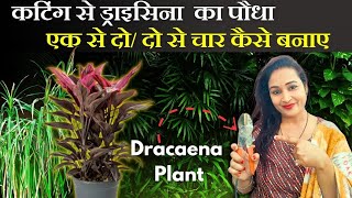 कटिंग से ड्राइसिना Dracaenaका पौधा एक से दो  दो से चार कैसे बनाए ✂️ Dracaena Plant care [upl. by Mungo986]