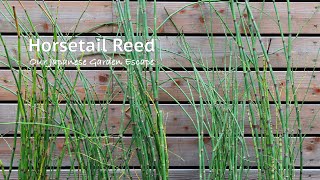 Horsetail Reed  All You Need to Know  Our Japanese Garden Escape [upl. by Mundt]