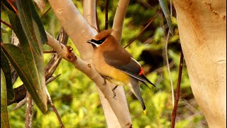 Cedar Waxwing  Bird Call 🐦♫ [upl. by Orvas]