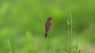 东亚石䳭 Amur Stonechat [upl. by Lenni]