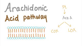 Arachidonic Acid Pathway The most Comprehensive Explanation  COX1 COX2 LOXProstaglandin LTNs [upl. by Haddad]