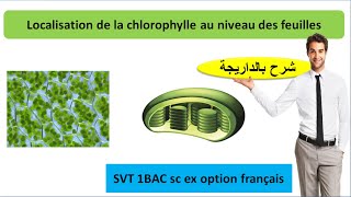 Les structures cellulaires renfermant la chlorophylle  le chloroplaste شرح بالداريجة [upl. by Onailerua960]