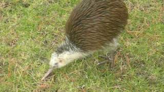 best kiwi bird video ever [upl. by Mikol257]