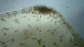 Larvae of Aedes aegypti [upl. by Niel]