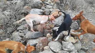 Podenco canario perro muy bueno trabajando en busca del conejo prueba de ellos en este majano Salu [upl. by Cathryn]