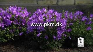 Campanula from FAIRYTALE FLOWERS® [upl. by Esinel936]