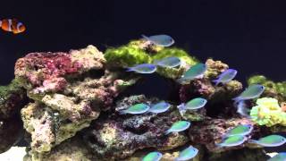 Chromis Viridis [upl. by Nnalorac]