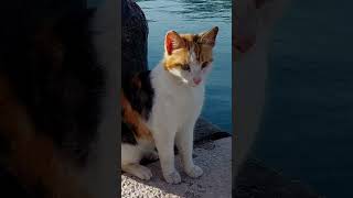 An amazingly beautiful cat shorts cat animal pet kitty 4k meow [upl. by Morley269]