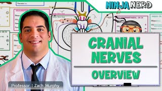 Neurology  Cranial Nerves Overview [upl. by Litman]