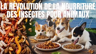 La Révolution de la Nourriture pour Animaux  Les Insectes la Solution Écologique de Demain [upl. by Anuahsed]