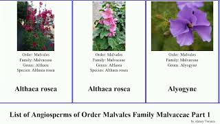 List of Angiosperms of Order Malvales Family Malvaceae Part 1 abutilon alcea androcalva apeiba [upl. by Annodas]