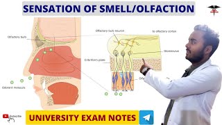 Sensation Of Smell  Olfaction  Physiology  MBBS  BDS  BMLT  DMLT  Nursing lecturers [upl. by Sully]