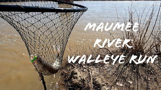 Maumee river walleye run 03112024 first walleye of the year [upl. by Ahsaz]