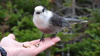 Mésangeai du Canada  Canada Jay Gray Jay [upl. by Letnohs]