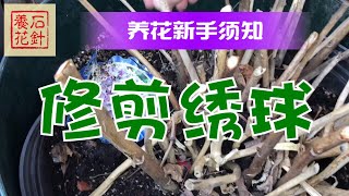 绣球花修剪要点  四大类绣球花  强烈建议新手看一下！（友情提示：小院初春非常乱，植物刚从冷藏室搬出来，全是枯枝状态，请多包含） [upl. by Siul]