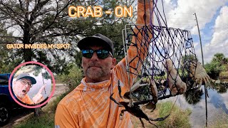 Crazy blue crab action gator invades my spot New locations paid off [upl. by Sorel]