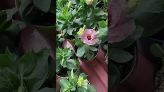 Flowers More Beautiful than Rose Lisianthus flowering plant beautifulflowers shortvideo [upl. by Staw]