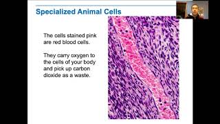 Homeostasis and Cells [upl. by Zollie]