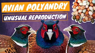 💥 EGGS FERTILIZED by MULTIPLE MALES  Avian Polyandry [upl. by Tala517]