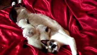 Holly the Snowshoe Cat with her kittens [upl. by Romina]