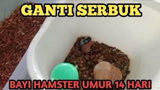 WAJIB GANTI SERBUK BAYI HAMSTER UMUR 14 HARI pets animals [upl. by Notled195]