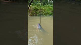 Unbelievable Stump Hook Challenge Fishing Videofishfishvideoshorts [upl. by Dnomyar590]