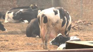 Dairy farm in Punjab [upl. by Jeane530]