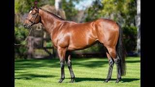 Best of Bordeaux  Stallion Parade 2023 [upl. by Nahtanha179]