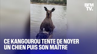 Australie ce kangourou tente de noyer un chien puis son maître [upl. by Anuska]