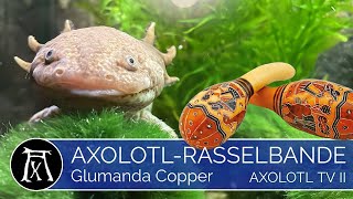 Axolotl Glumanda mein CopperMännchen [upl. by Arek]