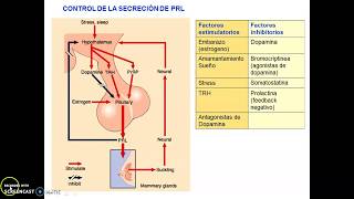 Clase Hormonas hipofisarias parte III [upl. by Joceline395]