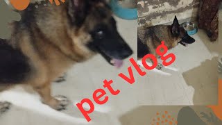 pet vlog [upl. by Bendick]