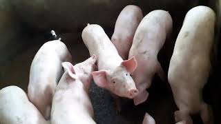 🐖 PIGGERY FARM FATTENING GROWING FASTER THANK YOU LORD [upl. by Lydie]