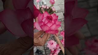 How to Grow Such Beautiful Lotus Flowers 🌸🥰 [upl. by Eleaffar130]