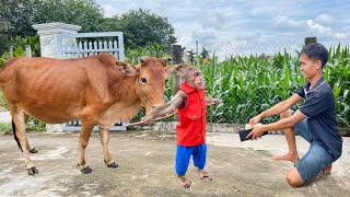 Funny unbelievably🤣Smart CUTIS herds cows to exchange money go luxury coffee [upl. by Aznola352]