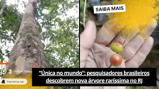 🟢“Única no mundo” pesquisadores brasileiros descobrem nova árvore raríssima no RJ [upl. by Swen]