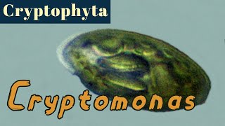 Cryptomonas Cryptophyta or Cryptista [upl. by Appilihp846]