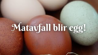 Matavfall blir egg [upl. by Togram]