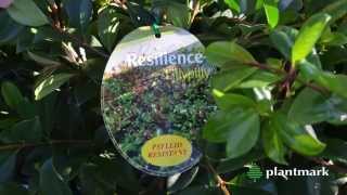 Syzygium australe Resilience Resilience Lillypilly at Plantmark Wholesale Nurseries [upl. by Eilyr]