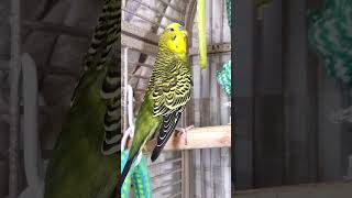 Parakeets Happy Life shorts Cute Budgies Chirping Reduce Stress of lonely Birds viral funny [upl. by Seen988]