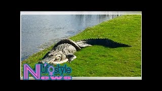 Alligator vs burmese python florida man snaps photos of 2 reptiles fighting [upl. by Mackoff]