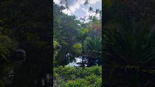 Garden of the Groves in Freeport Bahamas [upl. by Ittap423]